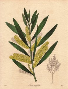 Gąsienica mimozowa (Acacia longifolia), krzew o trwałych liściach, do 3-6 metrów wysokości, z kwiatostanem w postaci długich, cytrynowożółtych odcinków, bardzo aromatyczny. Roślina pochodząca z Nowej Holandii (Australia), wprowadzona do Wielkiej Brytanii w autorstwa Unbekannter Künstler