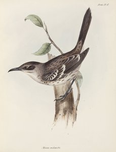Przedrzeźniacz, Wyspy Galapagos, ok. 1832-1836 autorstwa Unbekannter Künstler