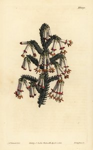Wrzosowisko monadelficzne, Erica monadelpha autorstwa Unbekannt