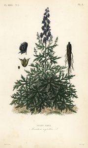 Mnich kaptur, akonit lub wilczy wilczyc, Aconitum napellus, Aconitum napel autorstwa Unbekannt