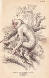 Makak mauretański, Macaca maura (Macacus maimon brachyurus). Biały maimon, uważany za młodocianego albinosa. Ręcznie kolorowany staloryt Lizarsa na podstawie ilustracji Charlesa Hamiltona Smitha z William Jardine