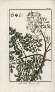 Moringa (Moringa oleifera). Litografia z "Afbeelding der Artseny-Gewassen" Johannesa Zorna (1739-1799), Holandia autorstwa Unbekannter Künstler