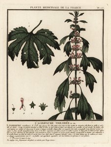 Motherwort, Leonuruscardia. autorstwa Unbekannter Künstler