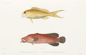 Cętkowane Mydło Rybka i Ruby Anthias autorstwa Unbekannter Künstler