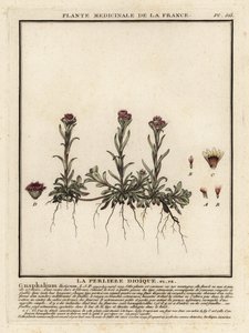 Wieczna góra, Antennaria dioica. autorstwa Unbekannter Künstler