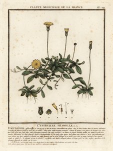 Jastrzębiowiec uszny, Pilosella officinarum. autorstwa Unbekannter Künstler