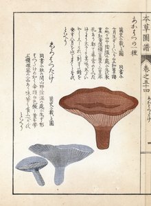 Grzyby: akahatsu lacatire i biały shirohatsudake - japońska grafika autorstwa Kanena Iwasakiego (1786-1842), z Honzo Zufu, ilustrowanego przewodnika po roślinach leczniczych autorstwa Unbekannter Künstler