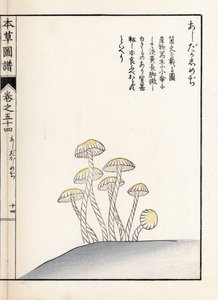 Grzyby: shimeji ashitaka - japońska grafika autorstwa Kanena Iwasakiego (1786-1842), z Honzo Zufu, ilustrowanego przewodnika po roślinach leczniczych autorstwa Unbekannter Künstler