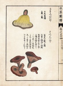 Grzyby: odmiany prekursorów mleka (jadalne) - japońska grafika autorstwa Kanena Iwasakiego (1786-1842), z Honzo Zufu, ilustrowanego przewodnika po roślinach leczniczych autorstwa Unbekannter Künstler
