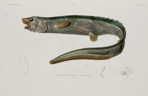Natacanthus nasus, Islandia, początek XIX wieku autorstwa Unbekannter Künstler