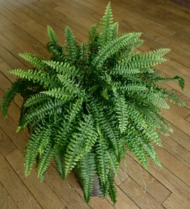 Nephrolepis exaltata, paproć w domu autorstwa Benjamin Baud