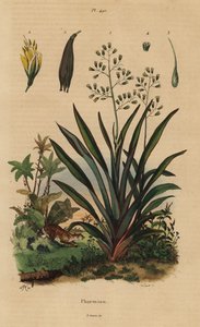 Len nowozelandzki lub harakeke, Phormium tenax autorstwa Unbekannt