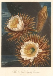 Nocne kwitnienie smoczego owocu lub pitaya Strong Water, zaczerpnięte z The Temple of Flora, autorstwa dr Roberta Thorntona (1768-1837) autorstwa Unbekannter Künstler