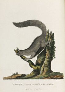 „Latająca wiewiórka z Norfolk”, Australia, ok. 1788 r. autorstwa Unbekannter Künstler