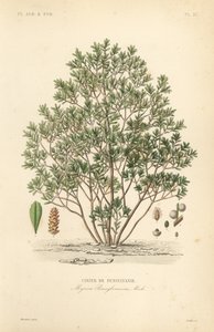 Jagoda północna, Myrica pensylvanica, cirier de pensylivanie autorstwa Unbekannt