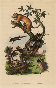 Kuskus pospolity, Phalanger orientalis 3, szybowiec żółtobrzuchy, Petaurus australis 4, szybowiec pióropuszkowaty, Acrobates pygmaeus 5, Peziza fungi 1 i chrząszcz Psygmatocerus wagleri 2 autorstwa Unbekannt