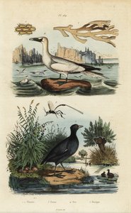 Głuptak północny, Morus bassanus 4, łyska czerwonoczelna, Fulica rufifrons 5, wodorosty Flustra foliacea 1,2 i osa Gasteruption 3 autorstwa Unbekannt