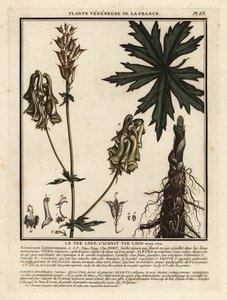 Zmora północna, Aconitum lycoctonum. autorstwa Unbekannter Künstler