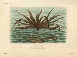 Oarweed, Laminaria digitata, Finger Kelp autorstwa Unbekannt