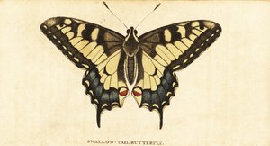 Swallowtail Starego Świata, Papilio machaon., 1800 (grawerowanie) autorstwa Unbekannter Künstler