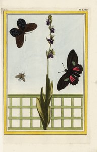 Ophrise ma kwiaty w kształcie owadów. Storczyk owadożerny, Ophrys insectifera. Doris longwing, Heliconius doris. Ręcznie kolorowana akwaforta Pierre
