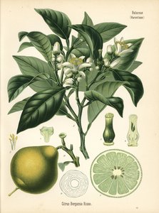 Pomarańcza bergamota, Citrus bergamia. Chromolitografia na podstawie ilustracji botanicznej z książki Hermanna Adolpha Koehlera Rośliny lecznicze, pod redakcją Gustava Pabsta, Koehler, Niemcy. autorstwa Unbekannter Künstler