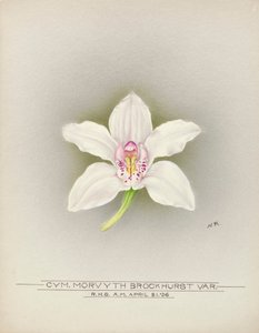 Orchidpolish autorstwa Unbekannter Künstler