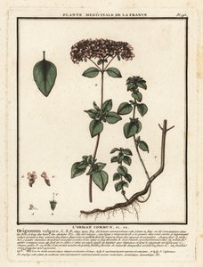 Oregano lub dziki majeranek, Origanum vulgare. autorstwa Unbekannter Künstler