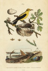 Wilga kos, Gymnomystax mexicanus, gniazdo i jaja 3, czekoladowy loricarid sum pancerny, Loricaria cataphracta 2 i błonnik sosnowy, Neodiprion sertifer 1 autorstwa Unbekannt