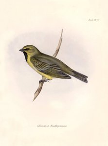 Ornitologia: "Chlorospiza xanthogramma" Opis wróblówki Karola Darwina (1809-1882) zaobserwowanej podczas wyprawy na pokładzie statku Beagle. Plansza z "The zoology of the voyage of H.M.S. Beagle. Flight. III, Ptaki opisane przez Johna Goulda, z n autorstwa Unbekannter Künstler