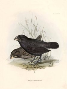 Ornitologia: "Geospiza magnirostris or geospize a big beak" Opis wróblowej autorstwa Karola Darwina (1809-1882) zaobserwowanej podczas jego wyprawy na pokładzie statku Beagle. Plansza z "The zoology of the voyage of H.M.S. Beagle. Flight. III, Ptaki opisan autorstwa Unbekannter Künstler