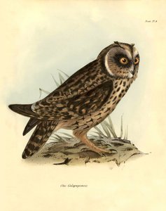 Ornitologia: "Otus Galapagoensis" sowa z Galapagos opisana przez Charlesa DarWina (1809-1882) podczas jego wyprawy na pokładzie statku Beagle. Plansza z książki "Ptaki opisane przez Johna Goulda, z notką o ich zwyczajach autorstwa Karola Darwina". autorstwa Unbekannter Künstler