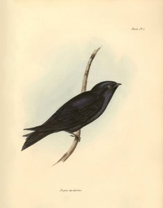 Ornitologia: "Progne modestus" z rodziny jaskółkowatych opisany przez Karola Darwina podczas wyprawy na pokładzie statku Beagle. Plansza z "The zoology of the voyage of H.M.S. Beagle. Flight. III, Birds described by John Gould, with notice of their habits  autorstwa Unbekannter Künstler