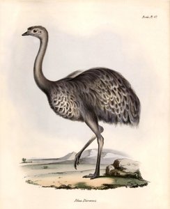 Ornitologia: "Rhea Darwinii" Nandou de Darwin obserwowana i opisana przez Karola Darwina podczas jego wyprawy na pokładzie statku Beagle. Plansza z "Zoologii podróży H.M.S. Beagle. Flight. III, Ptaki opisane przez Johna Goulda, ze wzmianką o ich zwyczajach autorstwa Unbekannter Künstler