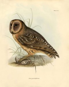Ornitologia: Sowa "Strix punctatissima" opisana przez Karola Darwina (1809-1882) podczas jego wyprawy na pokładzie statku Beagle. Plansza z książki "Ptaki opisane przez Johna Goulda, z notką o ich zwyczajach autorstwa Karola Darwina". autorstwa Unbekannter Künstler