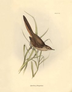 Ornitologia: "Synallaxis rufogularis" opisany przez Karola Darwina podczas wyprawy na pokładzie statku Beagle. Plansza z "The zoology of the voyage of H.M.S. Beagle. Flight. III, Ptaki opisane przez Johna Goulda, ze wzmianką o ich zwyczajach autorstwa Karo autorstwa Unbekannter Künstler