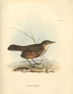 Ornitologia: "Hymenops perspicillata" z rodziny ptaków opisanych przez Karola Darwina podczas jego podróży badawczej na pokładzie statku Beagle. Plansza z "Zoologii podróży H.M.S. Beagle pod dowództwem kapitana Fitzroya w latach 1832-1832". autorstwa Unbekannter Künstler