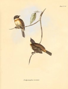 Ornitologia: "Pachyramphus minimus" z rodziny bukowatych opisany przez Karola Darwina podczas jego podróży badawczej na pokładzie statku Beagle. Plansza z "Zoologii podróży H.M.S. Beagle pod dowództwem kapitana Fitzroya w latach 1832-1". autorstwa Unbekannter Künstler