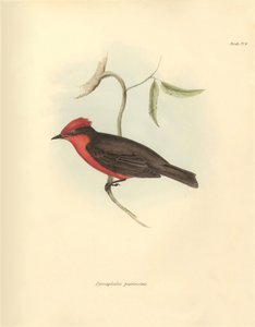 Ornitologia: "Pyrocephalus parvirostris" z rodziny ptaków opisanych przez Karola Darwina podczas jego podróży badawczej na pokładzie statku Beagle. Plansza z "Zoologii podróży H.M.S. Beagle pod dowództwem kapitana Fitzroya w latach 1832-1832". autorstwa Unbekannter Künstler