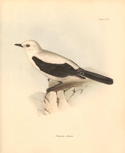 Ornitologia: "fluvicola azarea" lub muchołówka opisana przez Karola Darwina podczas jego podróży badawczej na pokładzie statku Beagle. Plansza z "Zoologii podróży statku H.M.S. Beagle pod dowództwem kapitana Fitzroya w latach 1832-1836" wyd. autorstwa Unbekannter Künstler