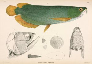 Osteoglossum formosum, Indonezja autorstwa Unbekannter Künstler