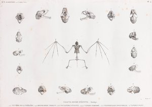 Osteologia nietoperzy w Egipcie autorstwa Unbekannt