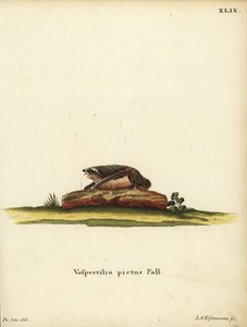 Nietoperz wełnistoszczypcy, Kerivoula picta. Vespertilio pictus Linn. Ręcznie kolorowany miedzioryt Jakoba Andreasa Eisenmanna według ilustracji Jacques
