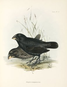 Para dużych zięb, Wyspy Galapagos, ok. 1832-1836 autorstwa Unbekannt