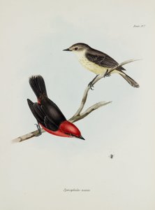 Para ptaków, ok. 1832-1836 autorstwa Unbekannter Künstler