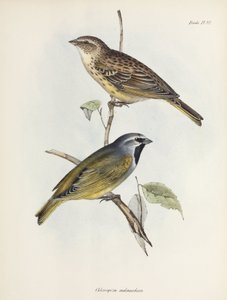 Para wróbli lub zięb, ok. 1832-1836 autorstwa Unbekannt