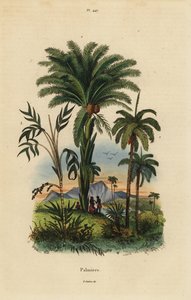 Palmy: daktylowiec, Phoenix dactylifera 1, Attalea gatunek 2 i Geonoma gatunek 3 autorstwa Unbekannt
