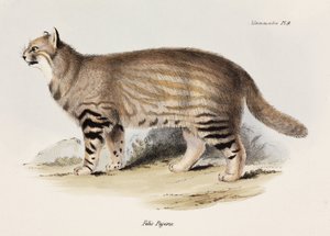 Kot pampasowy, Ameryka Południowa, ok. 1832-1836 autorstwa Unbekannt