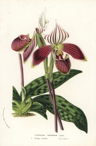 Storczyk Paphiopedilum purpurpuratum (Cypripedium purpuratum). Ręcznie kolorowana litografia z książki Louisa van Houtte