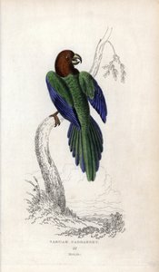 Papużka falista, Prosopeia tabuensis. Psittacus tabuensis. Litografia Josepha Kidda, na podstawie rysunku Johna Audubona, w Miscellany of Natural History: Parrots, Sir Thomas DiK Lauder and Captain Thomas Brown, opublikowanym w Edynburgu, Szkocja, w 183 ro autorstwa Unbekannter Künstler